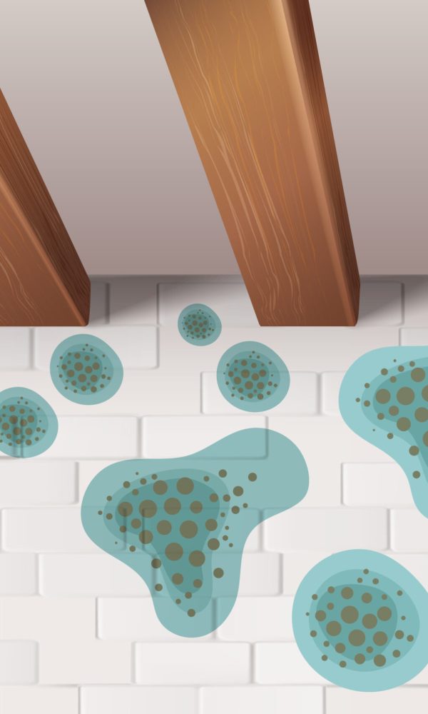 moisissures et a lhumidite2 detail 01 scaled 1