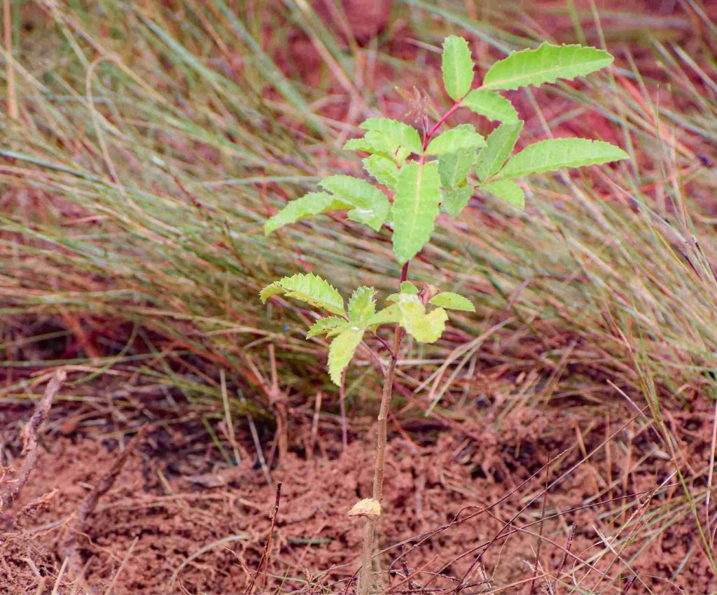 FAMBOLENA 2026 sans logo Plan de travail 1 copie 52 4 11zon