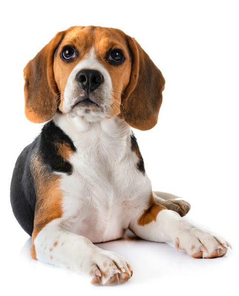 Chiot beagle